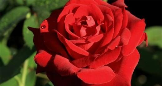 月季花语的深意（探索月季花语的意义及其象征性）