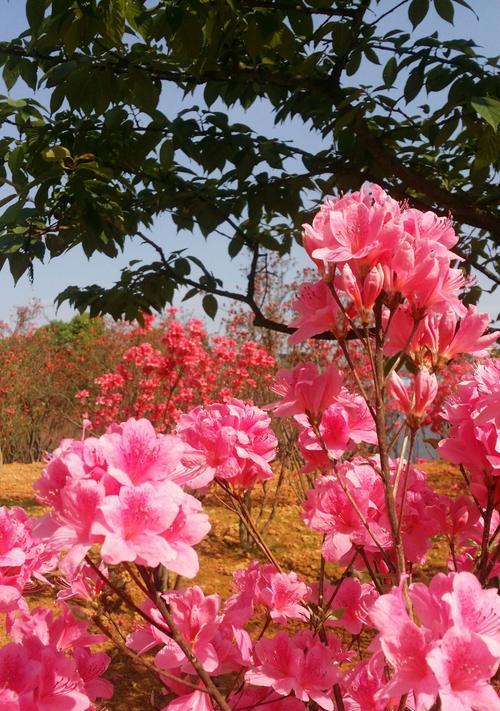 揭秘黄山市花-杜鹃花的象征与意义（杜鹃花的传说）