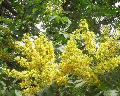 黄山栾和栾树的区别——主题