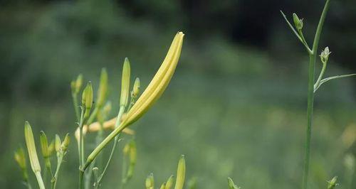 黄土种花不是难事（从营养到排水）