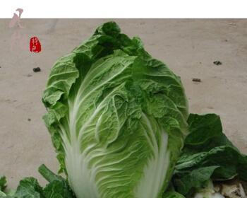 黄芽菜——一种营养丰富的蔬菜（了解黄芽菜的种类）