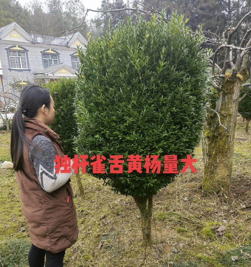室内养殖小叶黄杨的方法（打造室内绿色环境）