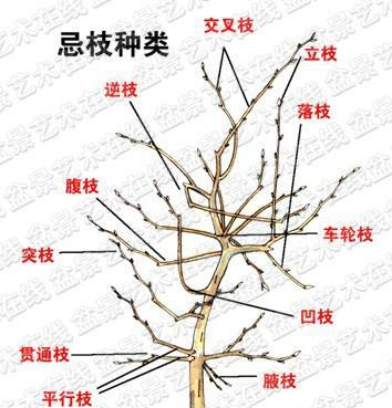 黄杨盆景修剪方法详解（如何修剪黄杨盆景）