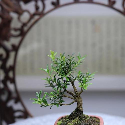 黄杨品种选购指南（如何选择最优秀的黄杨品种）