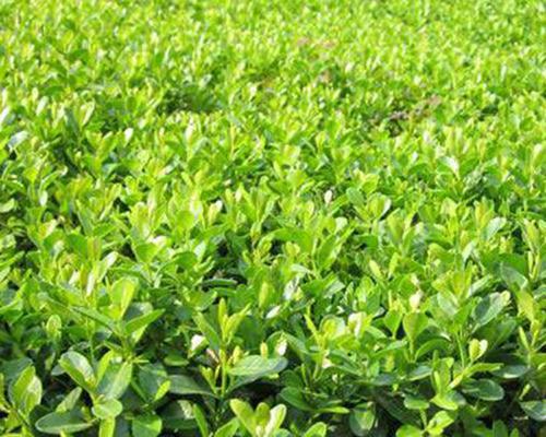 黄杨是保护植物吗？——探究黄杨的保护现状