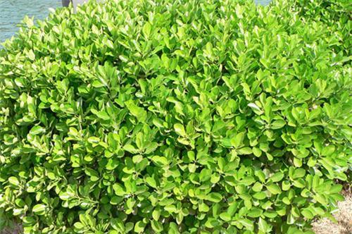 大叶黄杨：一种华丽的常绿植物