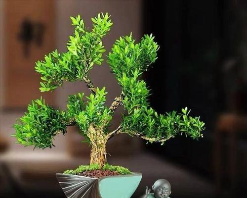 黄杨树风水作用大揭秘（探寻黄杨树在风水中的神秘力量）