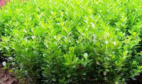 如何选购最优黄杨树苗（掌握黄杨树苗品种的关键）