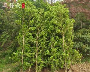 黄杨树苗一年能长多高（探究黄杨树苗生长规律及关键因素）