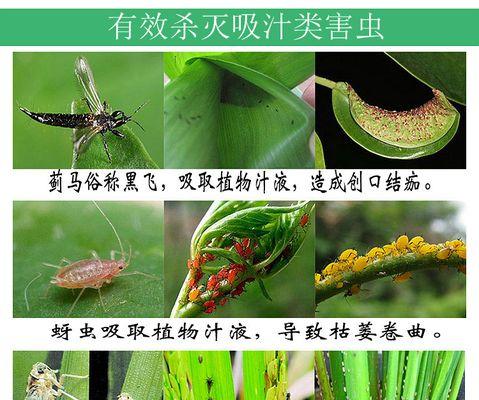 黄杨钻心虫防治方法（打什么农药好）
