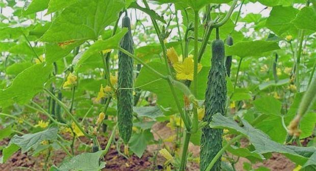 黄爪种植全指南（从时间、方法到管理技术）