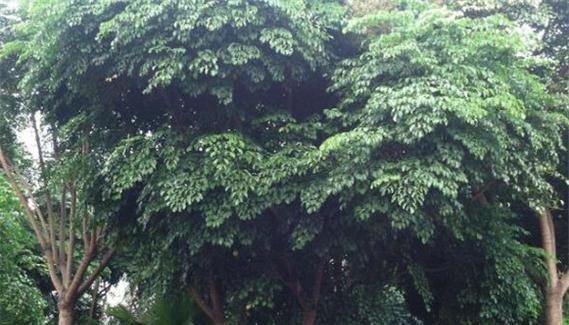 幌伞枫养殖指南（打造美丽庭院的秘诀）