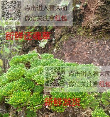 回阳草（了解回阳草的功效）