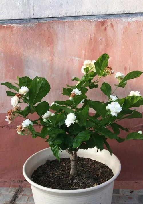 让家居更香的花盆栽推荐（选购高性价比的花盆栽）