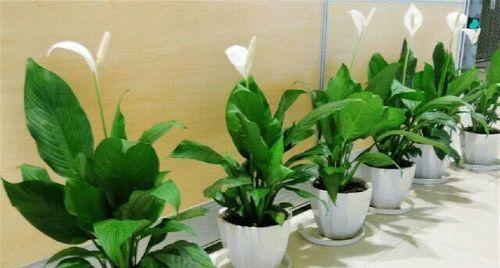 会议室植物装饰的选择（打造舒适的会议空间）