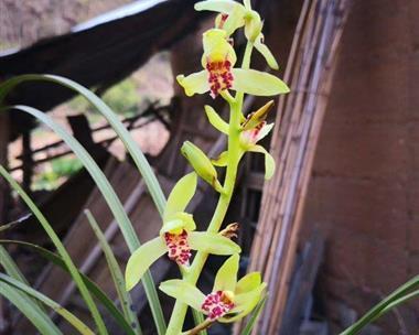 揭秘惠兰开花时机和花期（了解惠兰的生长习惯和种植技巧）