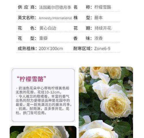 婚礼之路上的月季（探讨月季是藤本还是灌木的争议及其在婚礼上的应用）