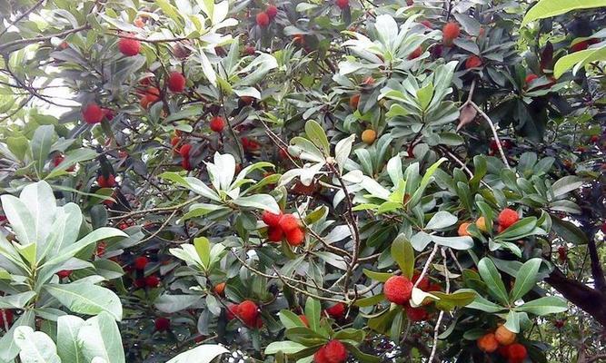 超山杨梅成熟时间与品质剖析（探寻超山杨梅的成熟时期）