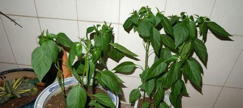 如何选择合适的盆种植朝天椒（朝天椒盆栽选择技巧和注意事项）