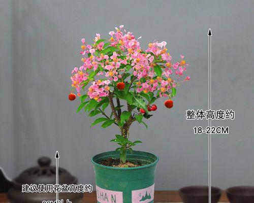 如何选择适合车厘子盆栽的盆（为你解答车厘子盆栽盆选的疑惑）