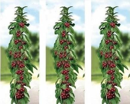 品尝车厘子，这些品种最好（了解车厘子品种的区别和优劣）