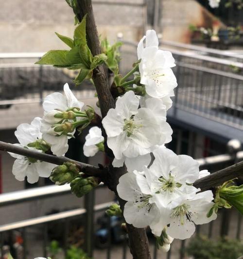 车厘子开花时间（车厘子花期一览）