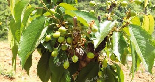 车厘子种植适合的地方（探讨车厘子的适宜生长环境和种植技巧）