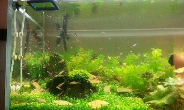 池塘水和河水哪种更适合浇花（比较池塘水和河水的优缺点）