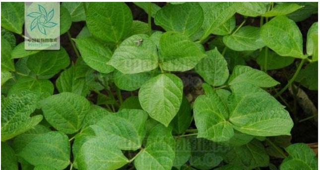 如何科学种植赤豆（时间）