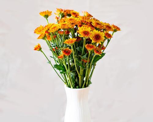 如何在家中水培孔雀菊（孔雀菊的水培养殖方法详解）