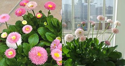 彩虹般的春日颜色——赏析不同色彩的雏菊花语