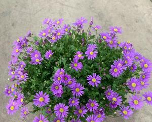 缤纷小雏菊（以颜色为主题的小雏菊花卉园游）