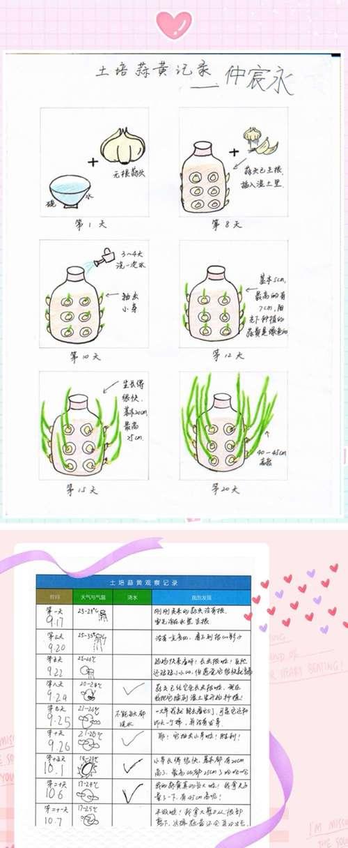 小雏菊种子的种植方法（从选种到养护）