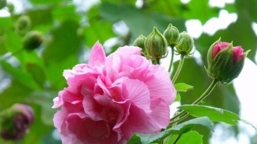 《一见钟情的花语》（以何种花为象征）