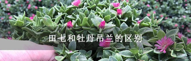 田七开花的颜色与寓意（揭秘田七花的绚丽色彩与深刻内涵）