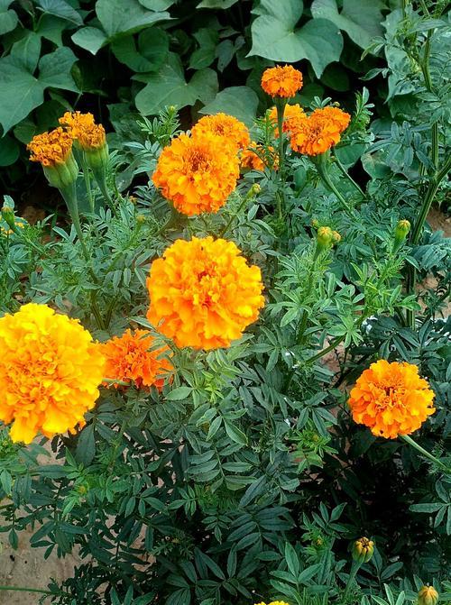 万寿菊的花语与寓意（了解万寿菊花语）