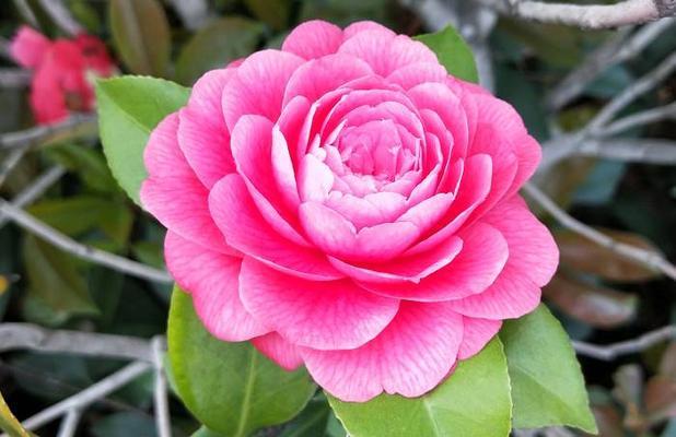 威海市花——牡丹的美丽与寓意（威海市花牡丹的艳丽绽放与美好寓意）
