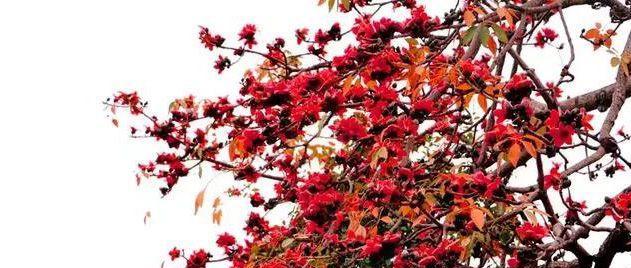 乌鲁木齐的市花——天山雪莲的美丽与意义（探寻乌鲁木齐市花背后的文化传承与自然奇观）
