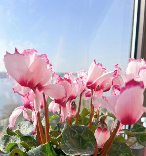 以仙客来的花语和寓意（探寻仙客来花的奇妙世界）