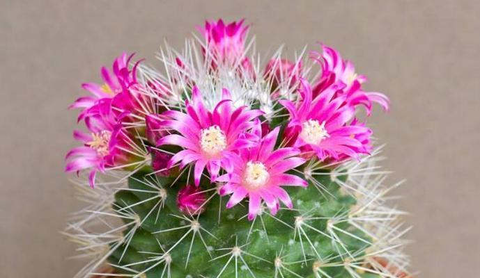 仙人掌花语（探寻仙人掌花语的深层含义）