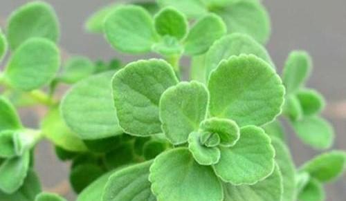 以一抹香开花（绽放独特的美丽）