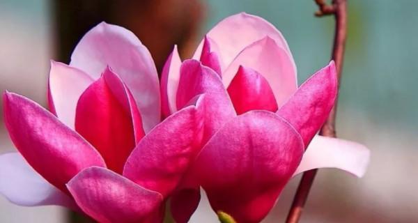 玉兰花花语与象征寓意——传递纯洁与高尚之美（揭秘玉兰花的花语及其所代表的寓意）
