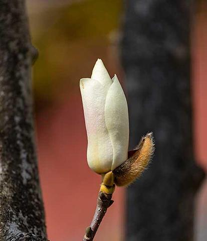 玉兰花盛开的预兆（解读玉兰一年多次开花的寓意）