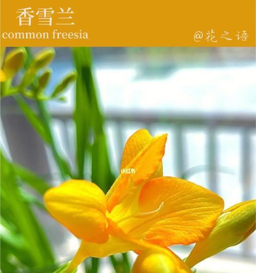 香雪兰花语与寓意（探索香雪兰的芬芳背后）
