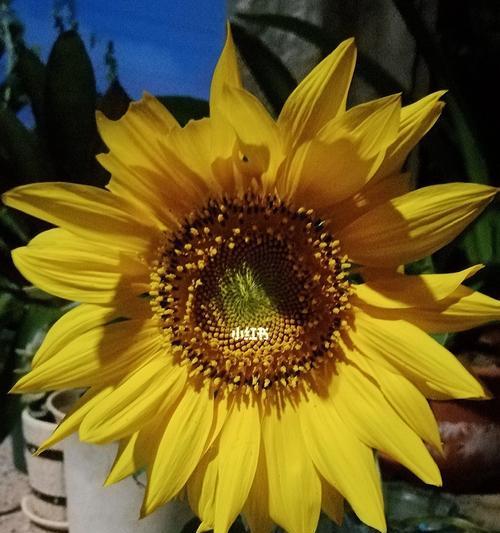向日葵花的寓意与花语（阳光与希望的象征）
