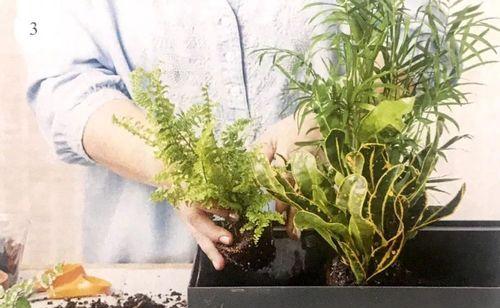 忠诚之花（深入了解15种象征忠诚的植物）