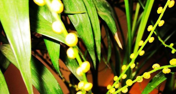 椰子花语（以袖珍椰子的花语为引）