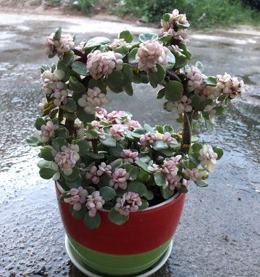 以雅乐之舞——探秘多肉植物与花语的奥秘（解读多肉植物“以雅乐之舞”的花语）
