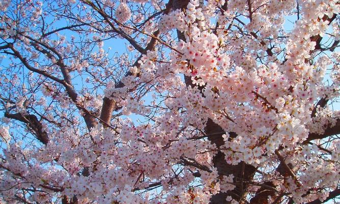 樱花（揭秘樱花所代表的生肖及其含义）
