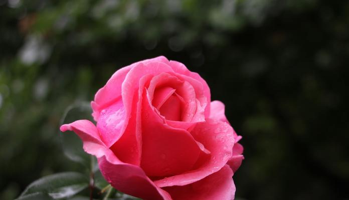 月季花开的时间和花语（了解月季花的开放时间以及花语）